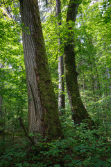 Old natural forest in summer morning
