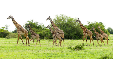 herd of Masai Giraffe (Giraffa camelopardalis tippelskirchi or 