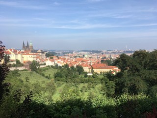 Fototapeta na wymiar View of Old Town Prague from a vineyard on a hill in Prague, Czech Republic. Looking down a hill from a vineyard. St Vitus Cathedral and Prague Castle in the background, a vineyard in the foreground.