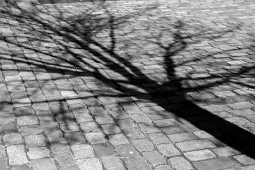 ombre arbre