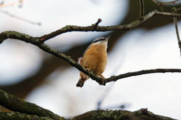Kleiber (Sitta europaea)