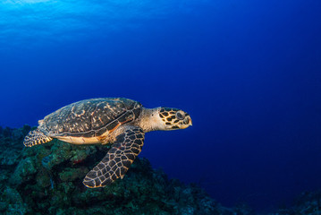 Fototapeta na wymiar A hawksbill turtle is at home on the tropical reef in the Cayman Islands. This creature likes the deep warm blue water that surrounds him in this underwater image