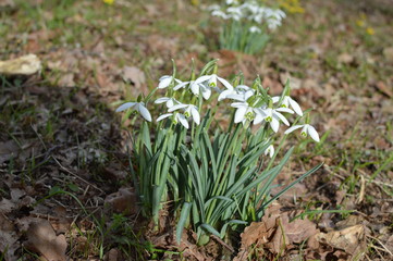 Fototapeta premium Schneeglöckchen