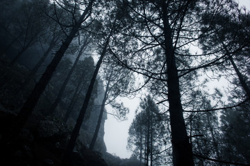 Forest landscape with tall trees on hazy winter day. Mystic atmosphere with cold blue effect. Below perspective