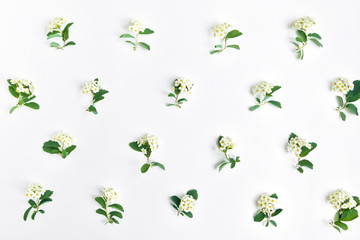 Pattern of flowering Spirea arguta (brides plant) on white table. Flat lay, top view