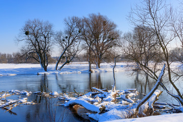 Snow-covered tree trunks lying on the surface of the winter river
