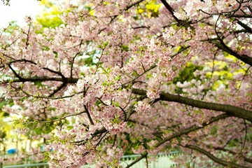Japan Sakura Kawazu-zakura Cherry blossom