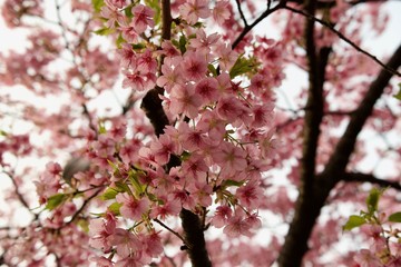 Fototapeta premium Japan Sakura Kawazu-zakura Cherry blossom