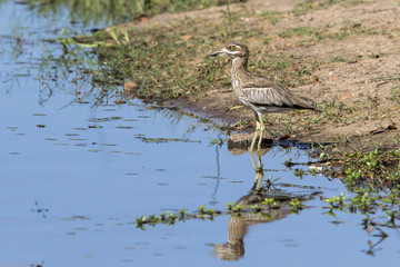 Thick-Knee with a reflection in th water og Lake Panic in Krugerprk in South Africa