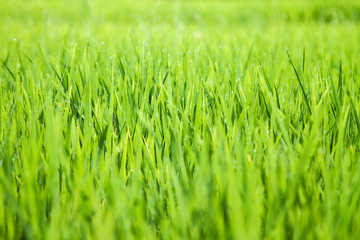 Green grass, close-up, Rice Field