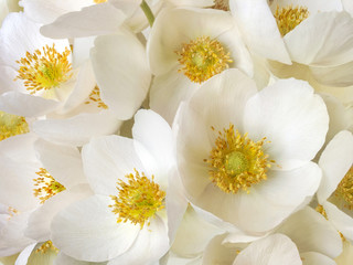 white anemone flowers romantic floral background