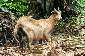 a brown domestic short hair female goat with small horns standing on a solid ground