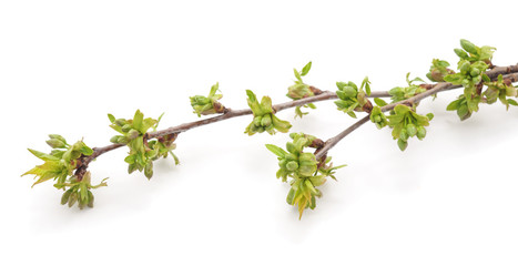 Branch of cherries with buds.