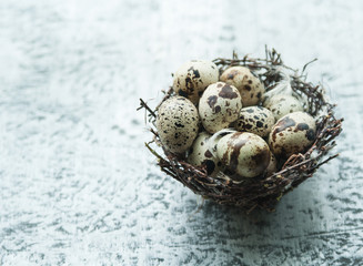 Obraz premium Quail eggs in the nest on stone background. 