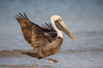 Fototapeta na wymiar Brown pelican running on the beach (Pelecanus occidentalis), Estero Lagoon, Florida