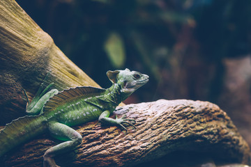 Iguane