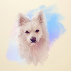 Fototapeta na wymiar Illustration of a handsome white dog. Mittel German Spitz. Small Dog Breeds. Hand drawn Portrait of Dog. Watercolor Animal collection: Dogs. Good for print T-shirt, banner, cover, card.
