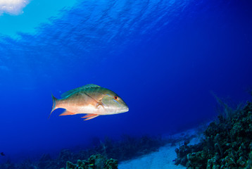 Fototapeta na wymiar This silver fish is a mutton snapper and is at home in tropical warm water like here in the Caribbean. The fish is good to eat and a favourite with locals. This guy is cruising the reef