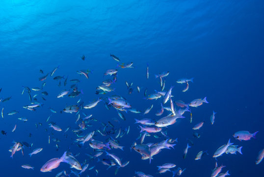A school of blue chromis can be seen enjoying their natural habitat in the deep blue water of the Caribbean sea. These reef creatures are at home close to the coral