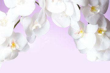 White Orchid in pink pastel background