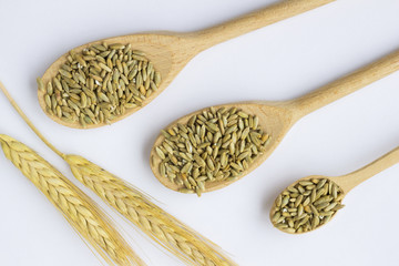 Spike barley and grains of barley in a spoon on a white background. Top view