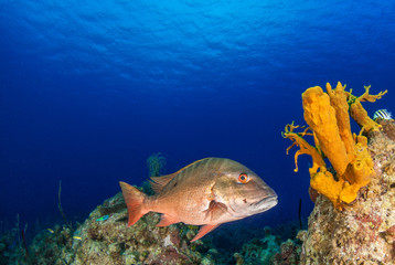 A mutton snapper can be seen swimming throughout its natural habitat on the tropical caribbean reef. This fish is suited to the warm water and can be seen clearly due to the clenliness of the water