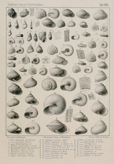 Fossil shells.