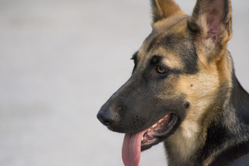 Perro