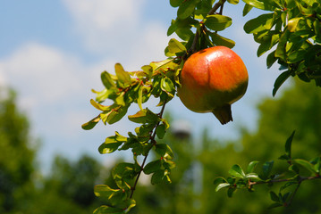 A branch of pomegranate