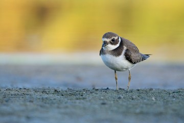  Common Ringed Plover