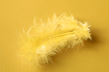yellow feather on yellow background