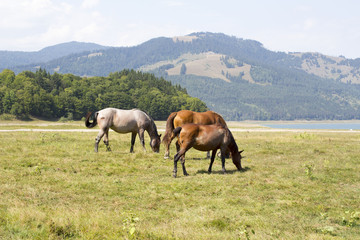 Obraz premium Three horses grazing on green pasture in Carpathian mountain valley. White and brown horses feeding on the meadow. Concept of power. 
