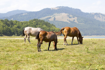 Fototapeta na wymiar Three horses grazing on green pasture in Carpathian mountain valley. White and brown horses feeding on the meadow. Concept of power. 