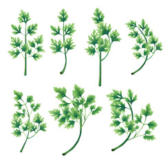 Obraz premium A set of twigs and leaves of parsley. Isolated illustration on white background.