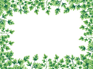 Green parsley leaves at the borders of the illustration. Inside an empty white background.