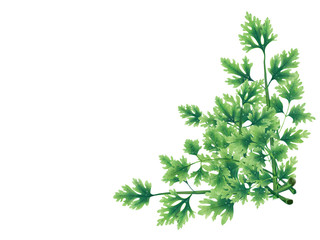 Decorative bouquet of parsley leaves. Decoration for menu, banner, logo or website. Floral decorative elements with parsley leaves.