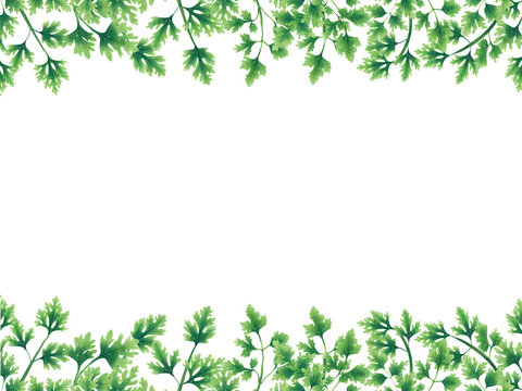 Green parsley leaves at the borders of the illustration on the top and bottom. Inside an empty white background.