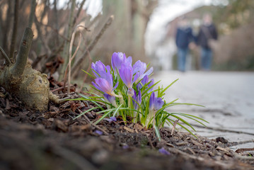 Erste Frühlingsblume, violetter Krokus in Zingst, Mecklenburg Vorpommern 2018 