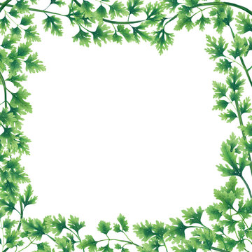 Green parsley leaves at the borders of the illustration. Inside an empty white background.