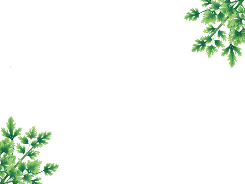 Green parsley leaves at the borders of the illustration. Bouquets in the corners. Inside an empty white background. Decoration.
