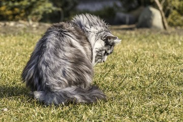 Obraz premium beautiful coon in nature in spring