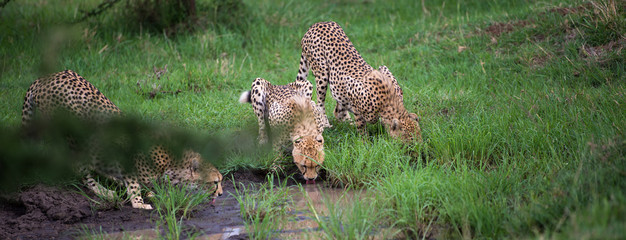 Three cheetah brothers drinking from pool © Ed
