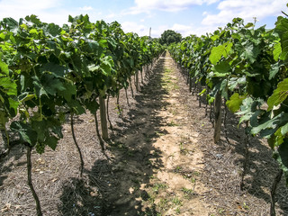 Fototapeta na wymiar White grapes hanging from lush green vine with vineyard background, in Brazil