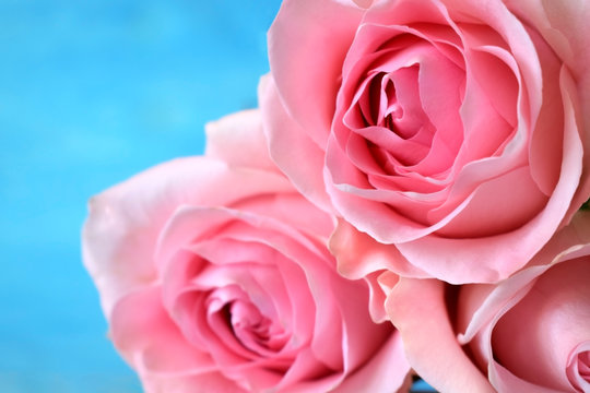 Bouquet of three pink roses on blue background