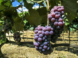 red grapes hanging from lush vine, in Brazil