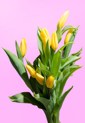 bouquet of yellow tulips on a lilac background
