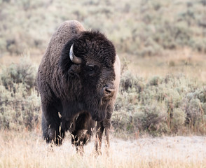 Large Male Bison Looks Right