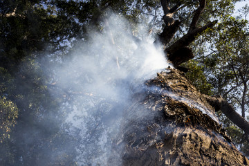 Tree on fire