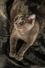 Beautiful russian blue cat with green eyes pose on the dark background