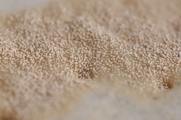 brewer's yeast on the wort surface. Craft beer brewing from grain barley pale malt in process. Ale or lager from pilsner. - obrazy, fototapety, plakaty